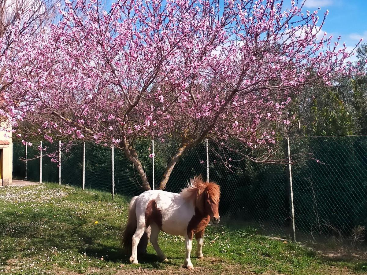 מנצ'יאנו Agriturismo Lungo Albegna מראה חיצוני תמונה