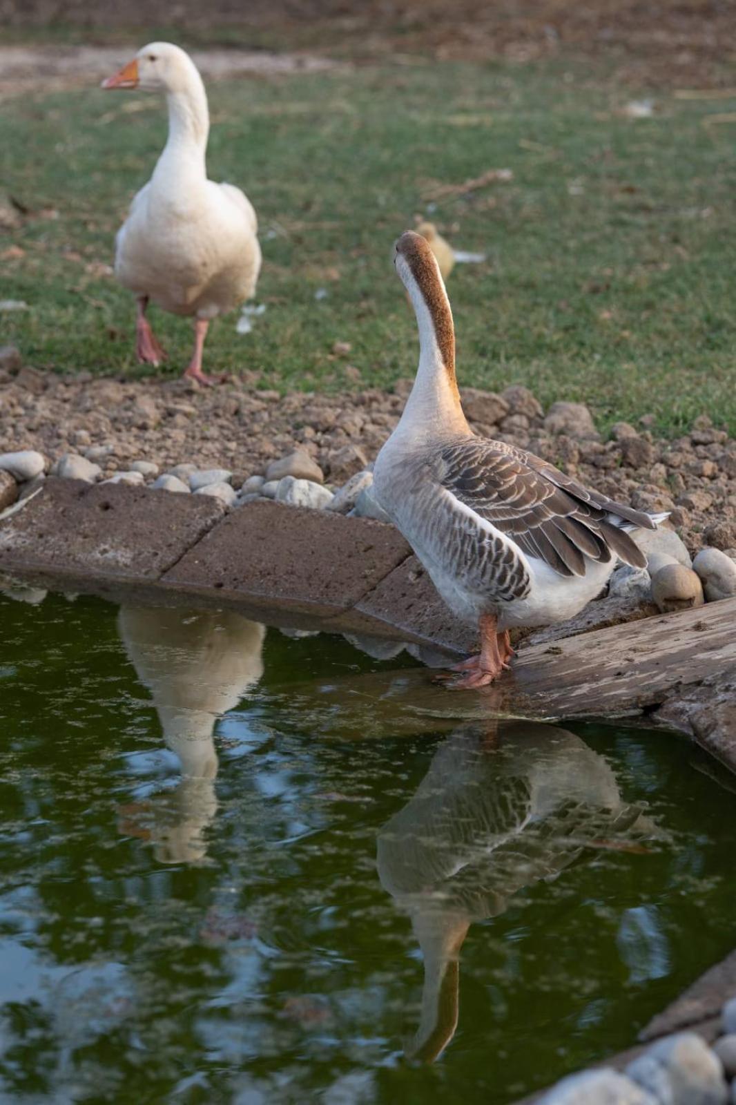 מנצ'יאנו Agriturismo Lungo Albegna מראה חיצוני תמונה
